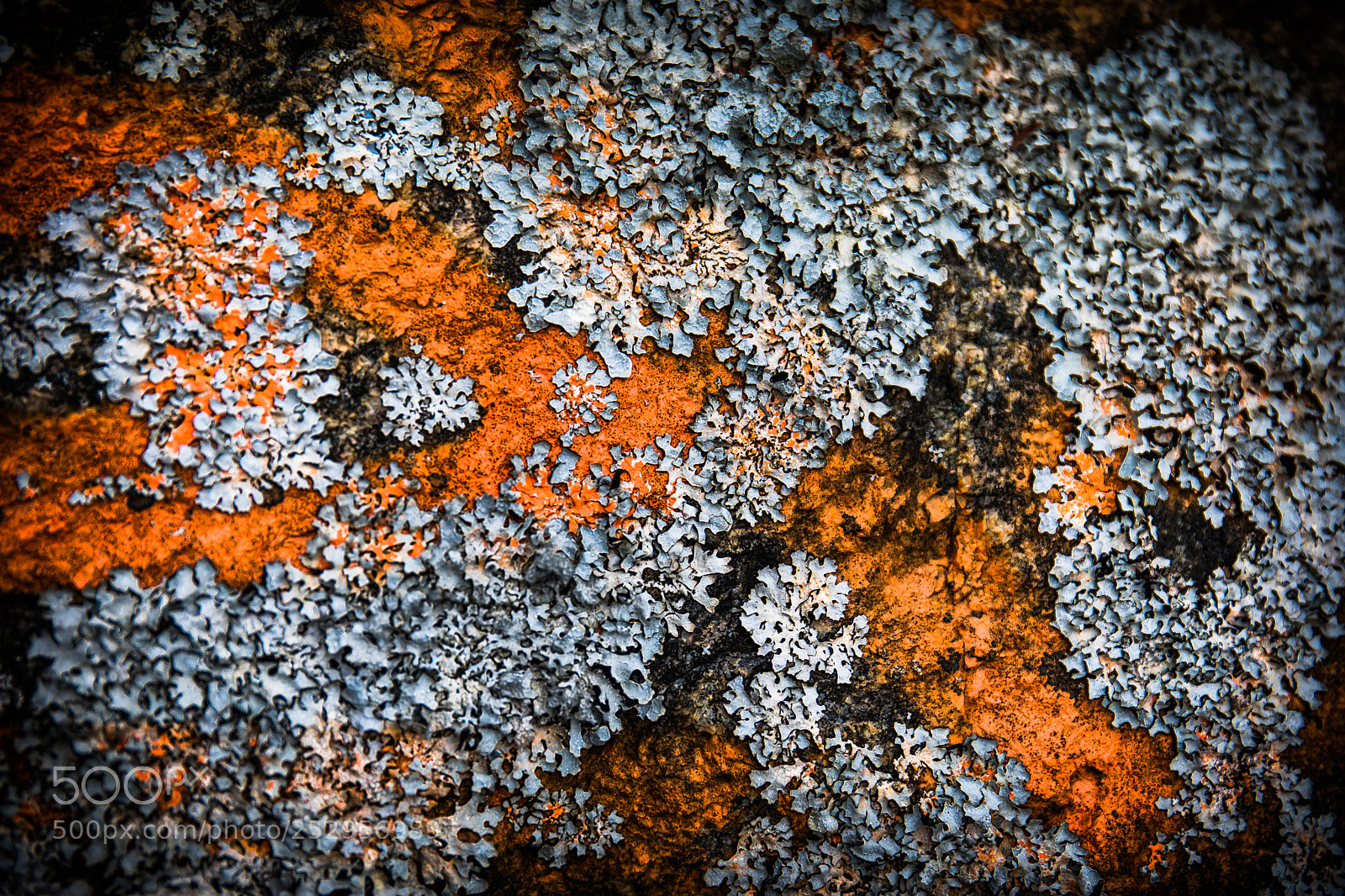 Canon EOS 5D Mark IV sample photo. Lichen on graffitti photography
