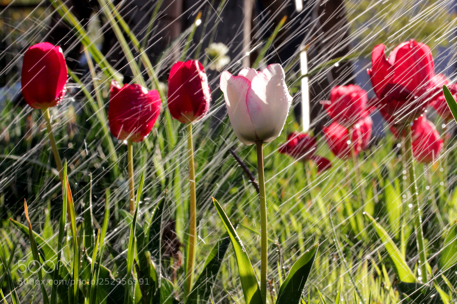 Canon EOS 600D (Rebel EOS T3i / EOS Kiss X5) sample photo. Tulips photography