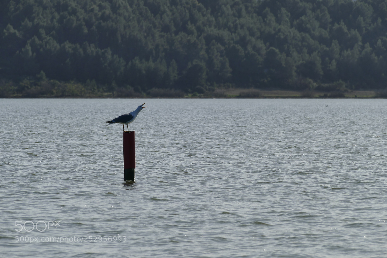 Leica V-Lux (Typ 114) sample photo. Shouting seagull photography