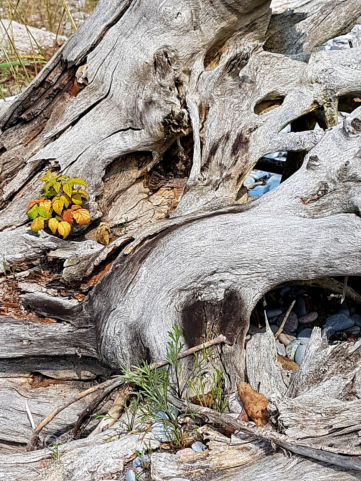 Samsung Galaxy S7 sample photo. Port hope lake ontario 8 photography