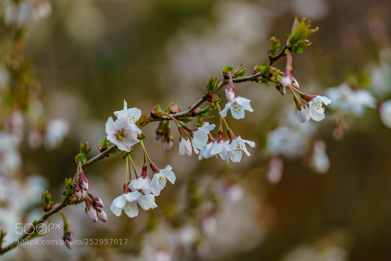 Sony a7R II sample photo. Apple blossom photography