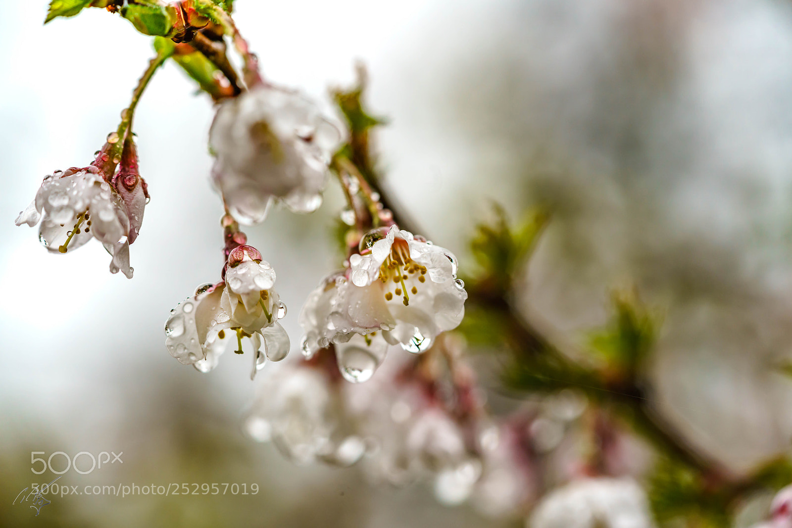 Sony a7R II sample photo. Apple blossom photography