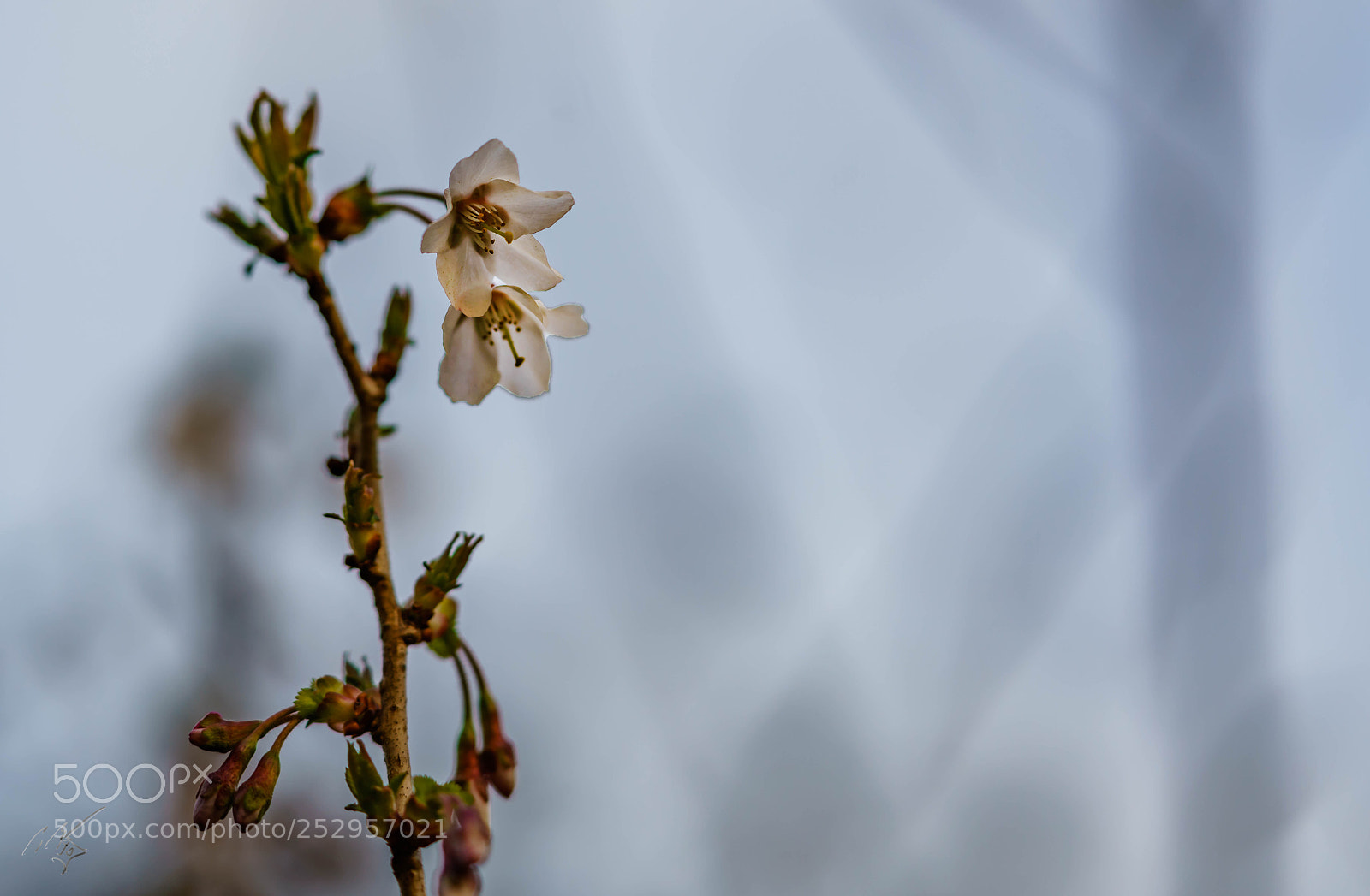 Sony a7R II sample photo. Apple blossom photography