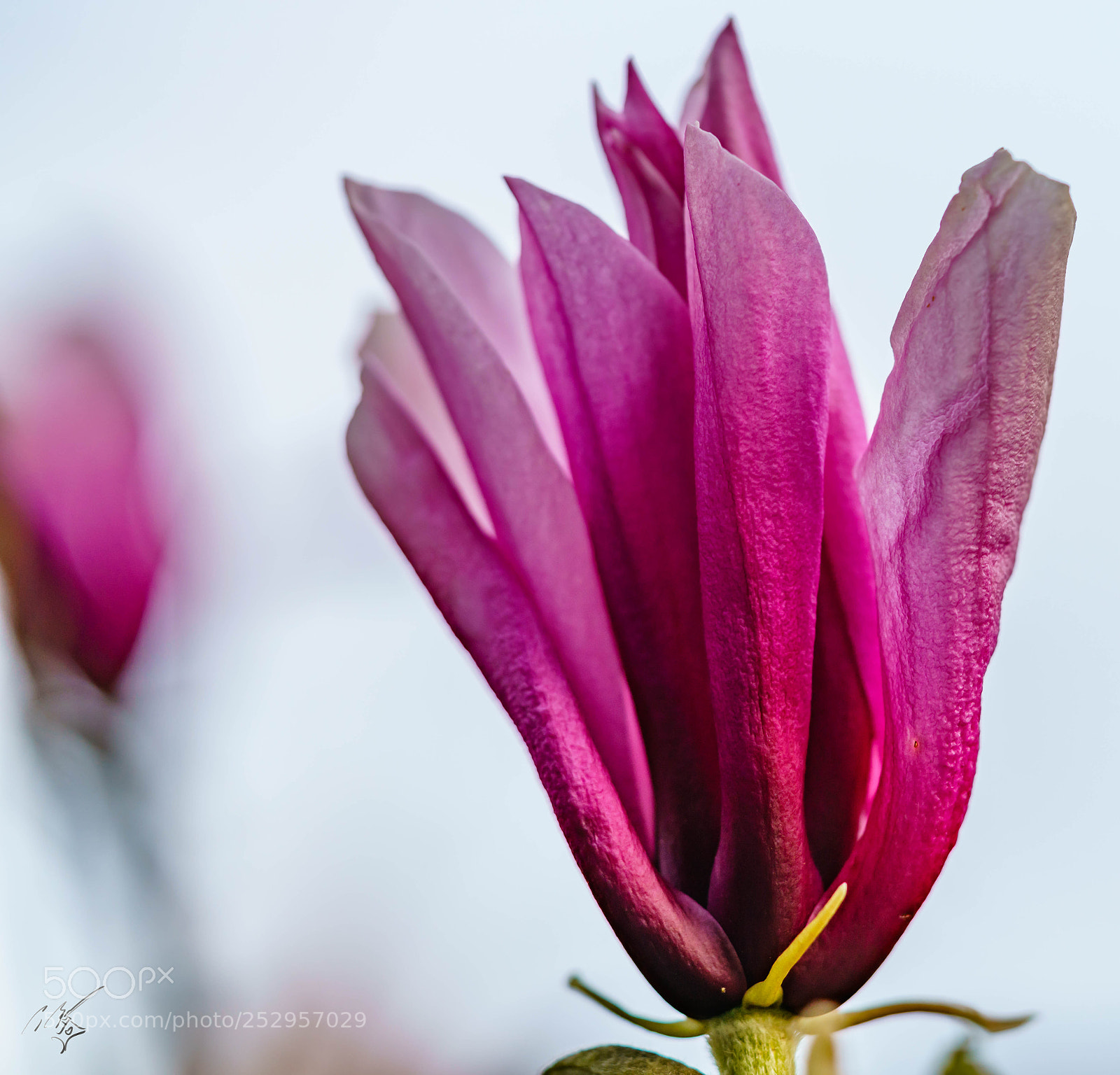 Sony a7R II sample photo. Magnolia liliiflora photography
