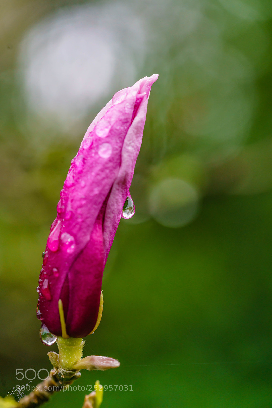 Sony a7R II sample photo. Magnolia liliiflora photography