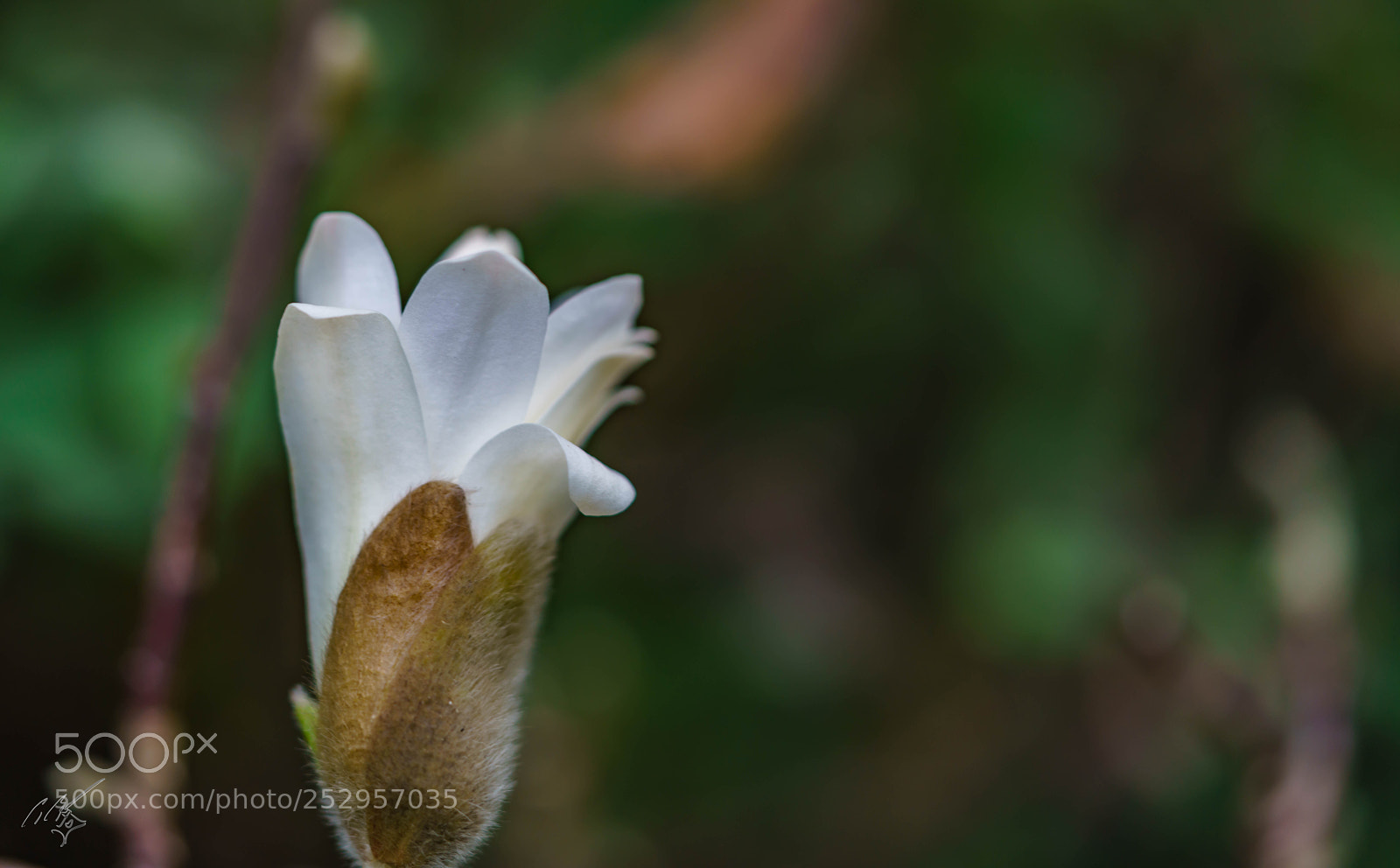 Sony a7R II sample photo. Magnolia stellata photography