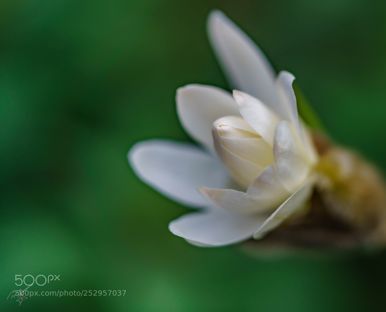 Sony a7R II sample photo. Magnolia stellata photography