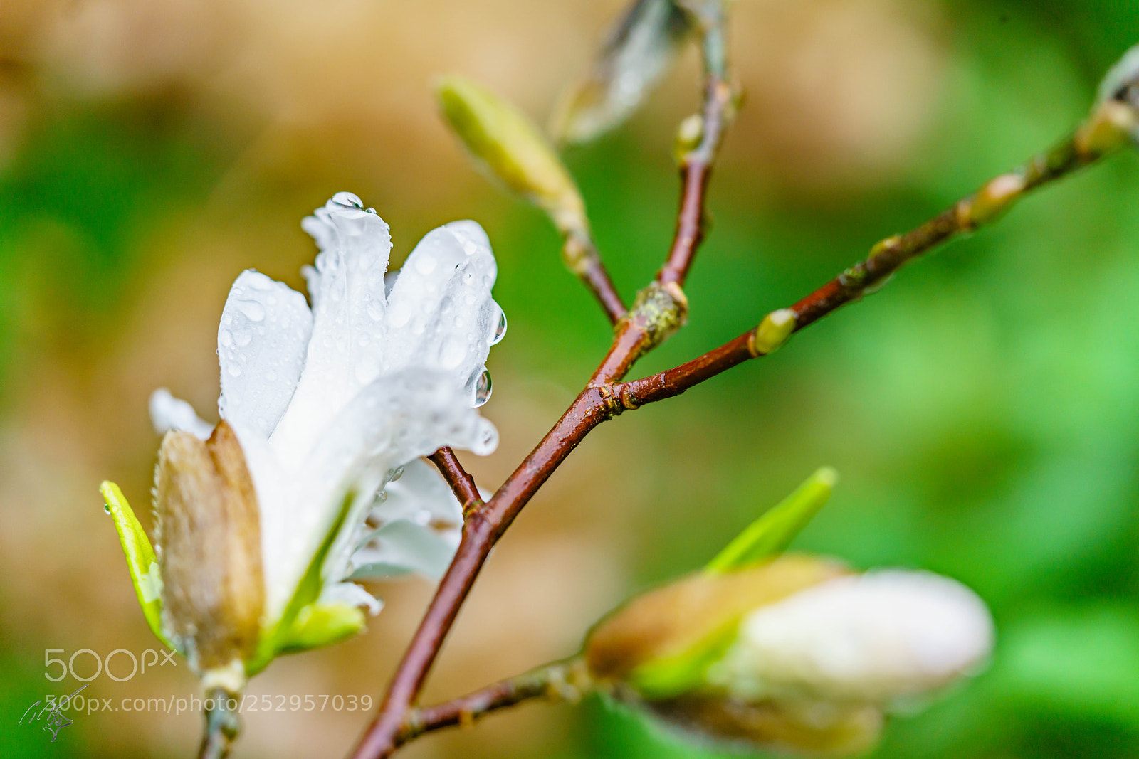 Sony a7R II sample photo. Magnolia stellata photography