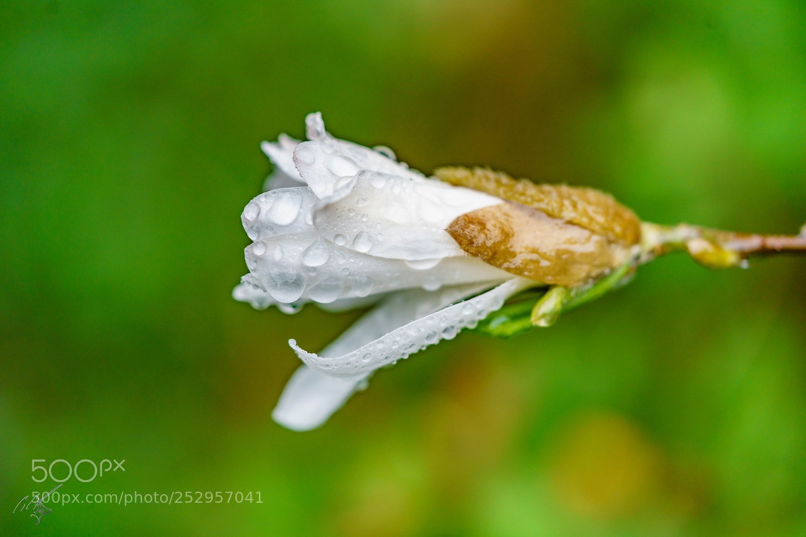 Sony a7R II sample photo. Magnolia stellata photography