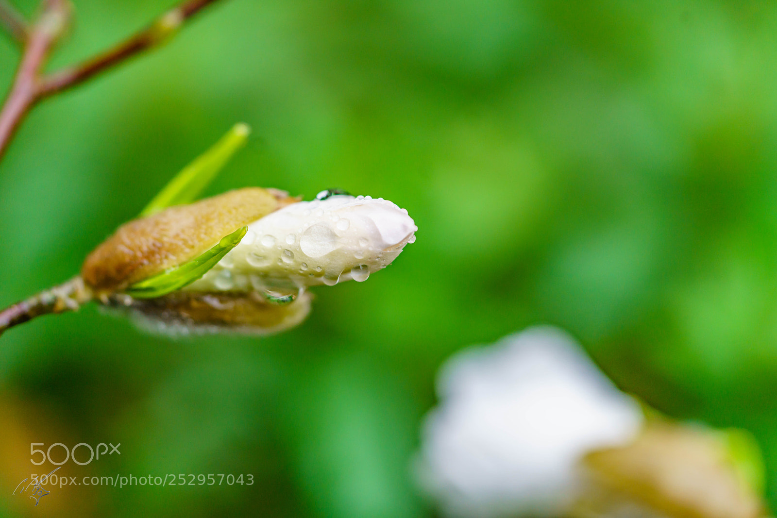 Sony a7R II sample photo. Magnolia stellata photography