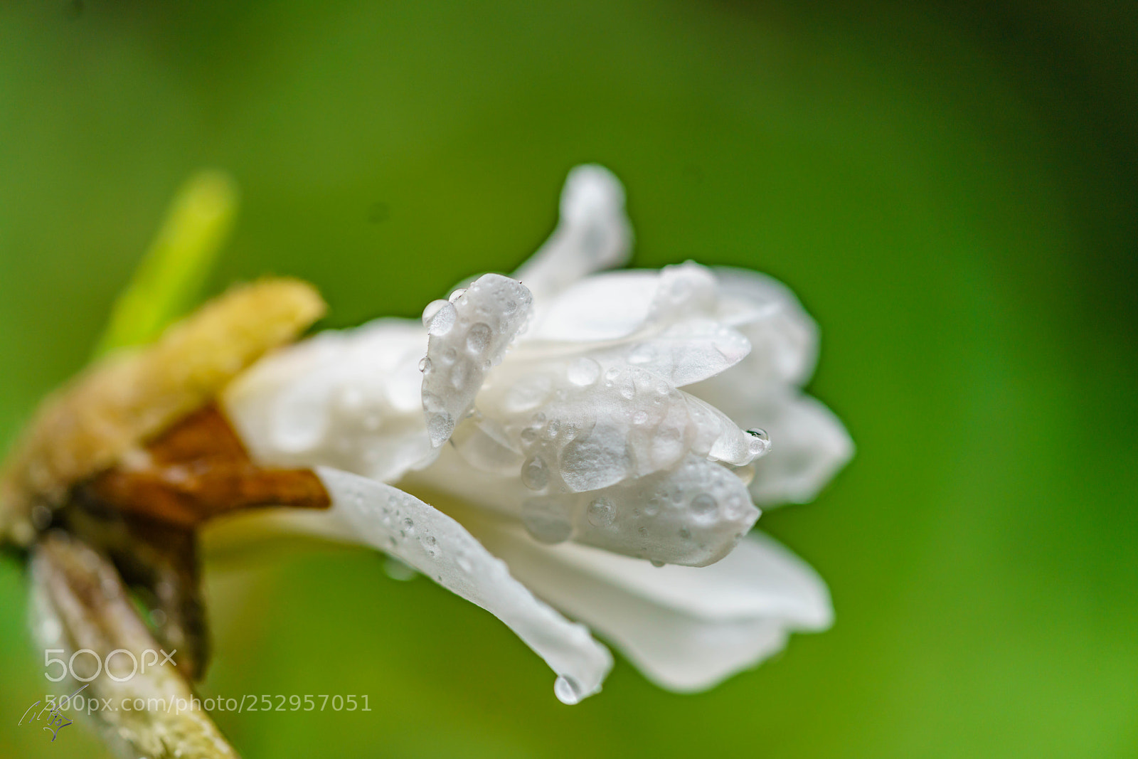 Sony a7R II sample photo. Magnolia stellata photography