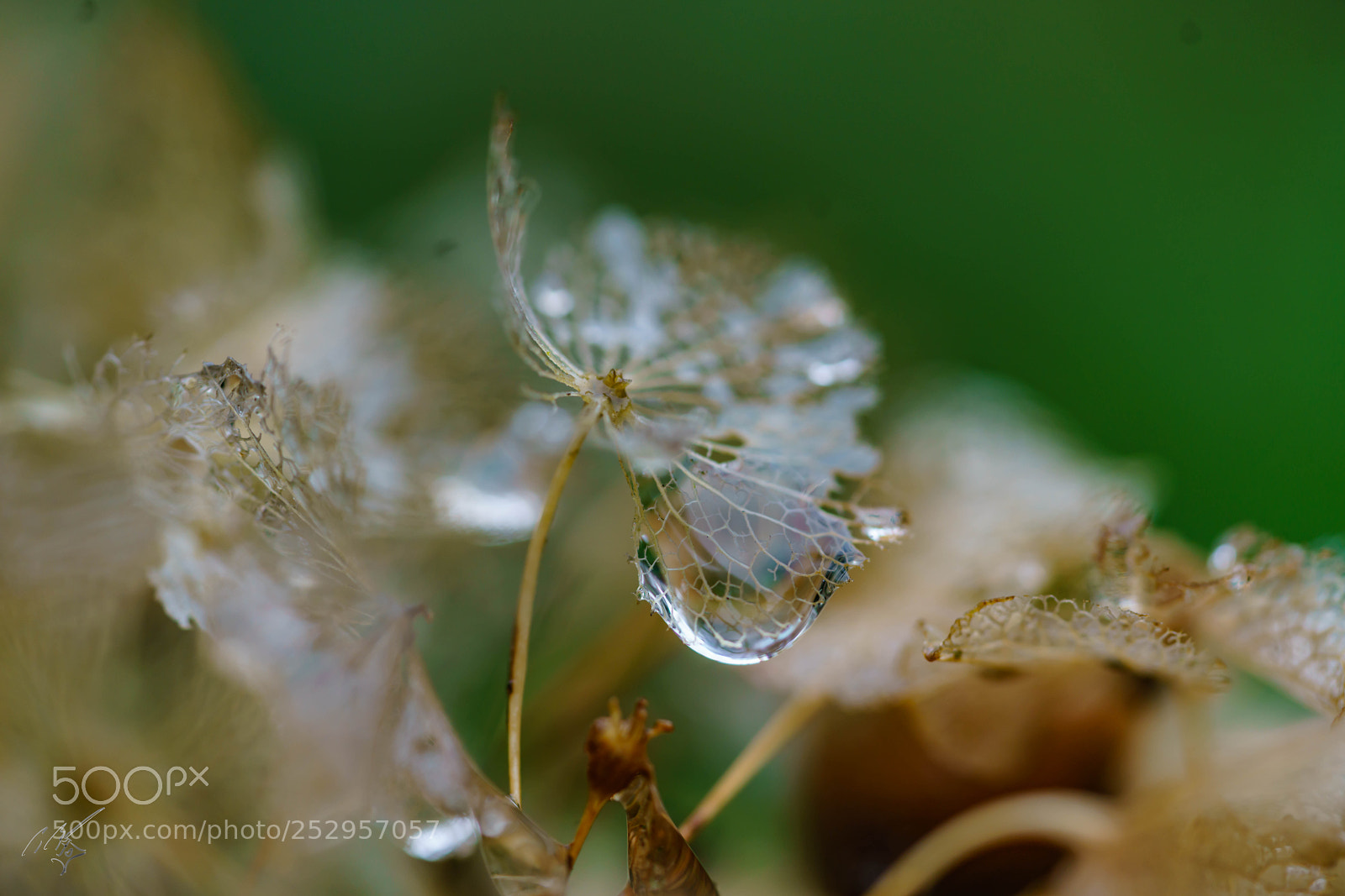 Sony a7R II sample photo. Skelton flower photography