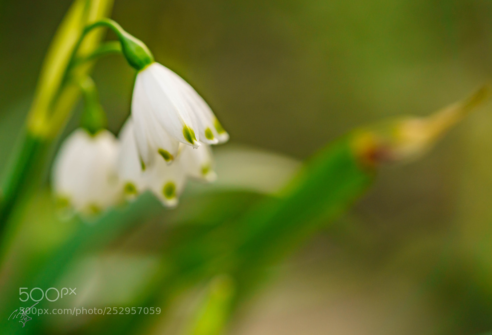 Sony a7R II sample photo. Snow drop edit photography