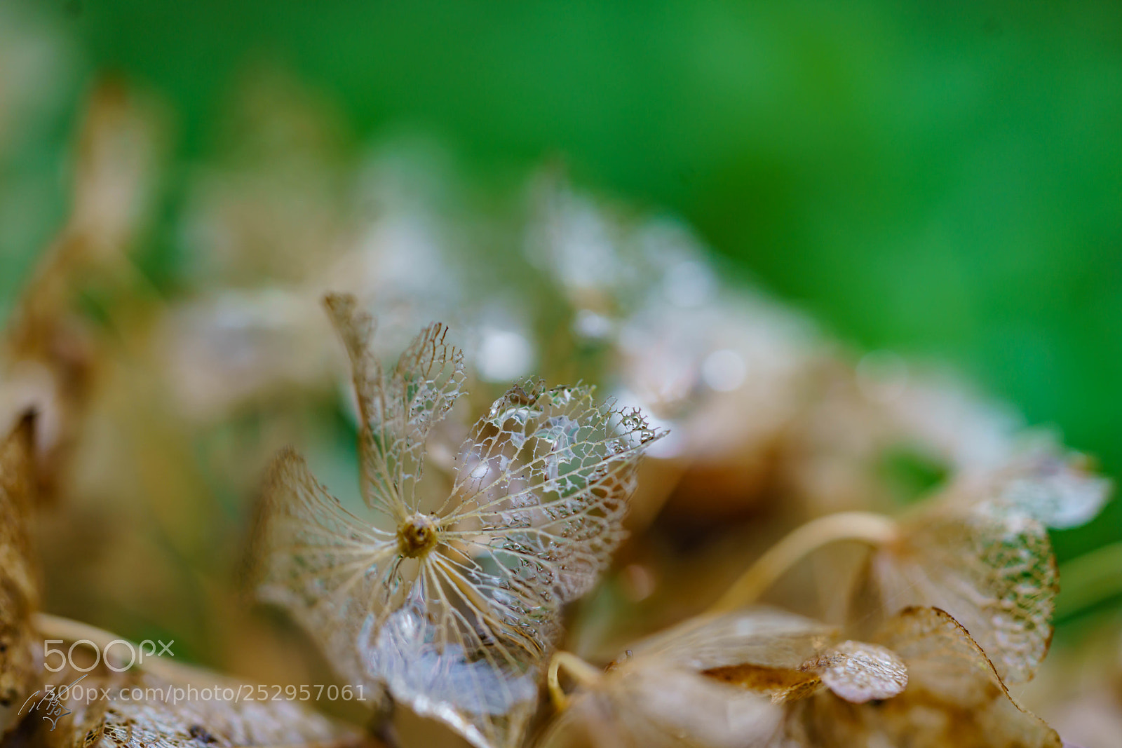 Sony a7R II sample photo. Skelton flower photography