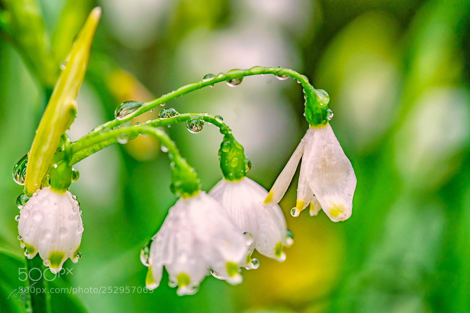 Sony a7R II sample photo. Snow drop photography