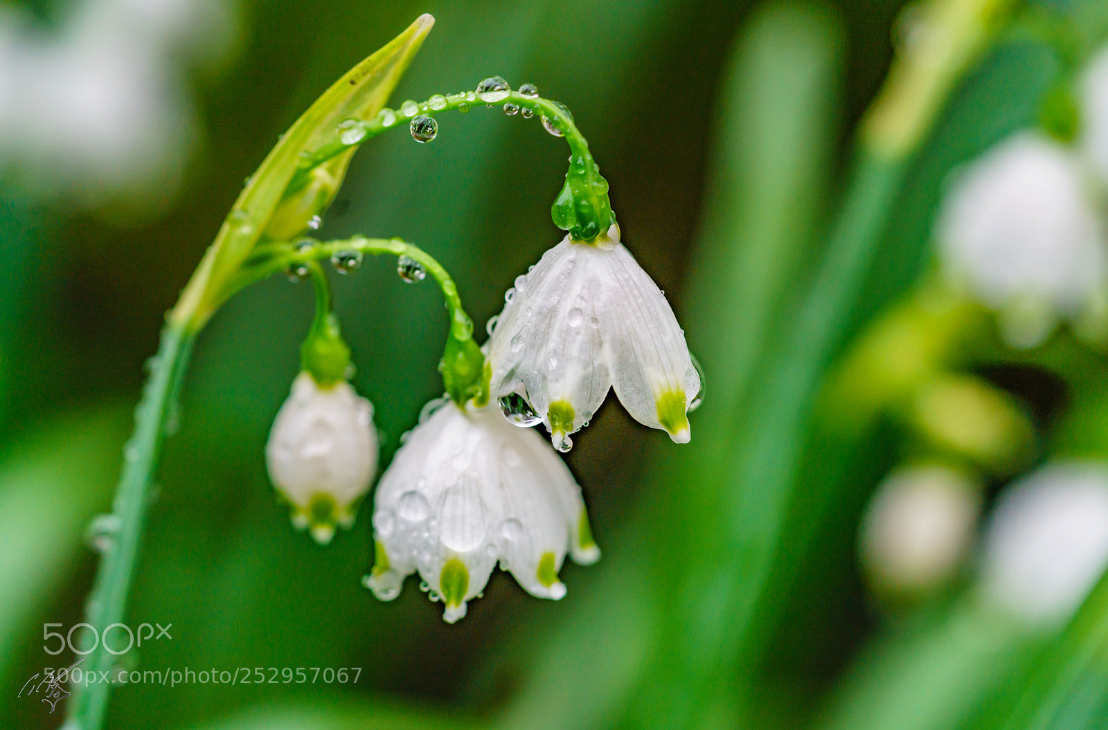 Sony a7R II sample photo. Snow drop photography