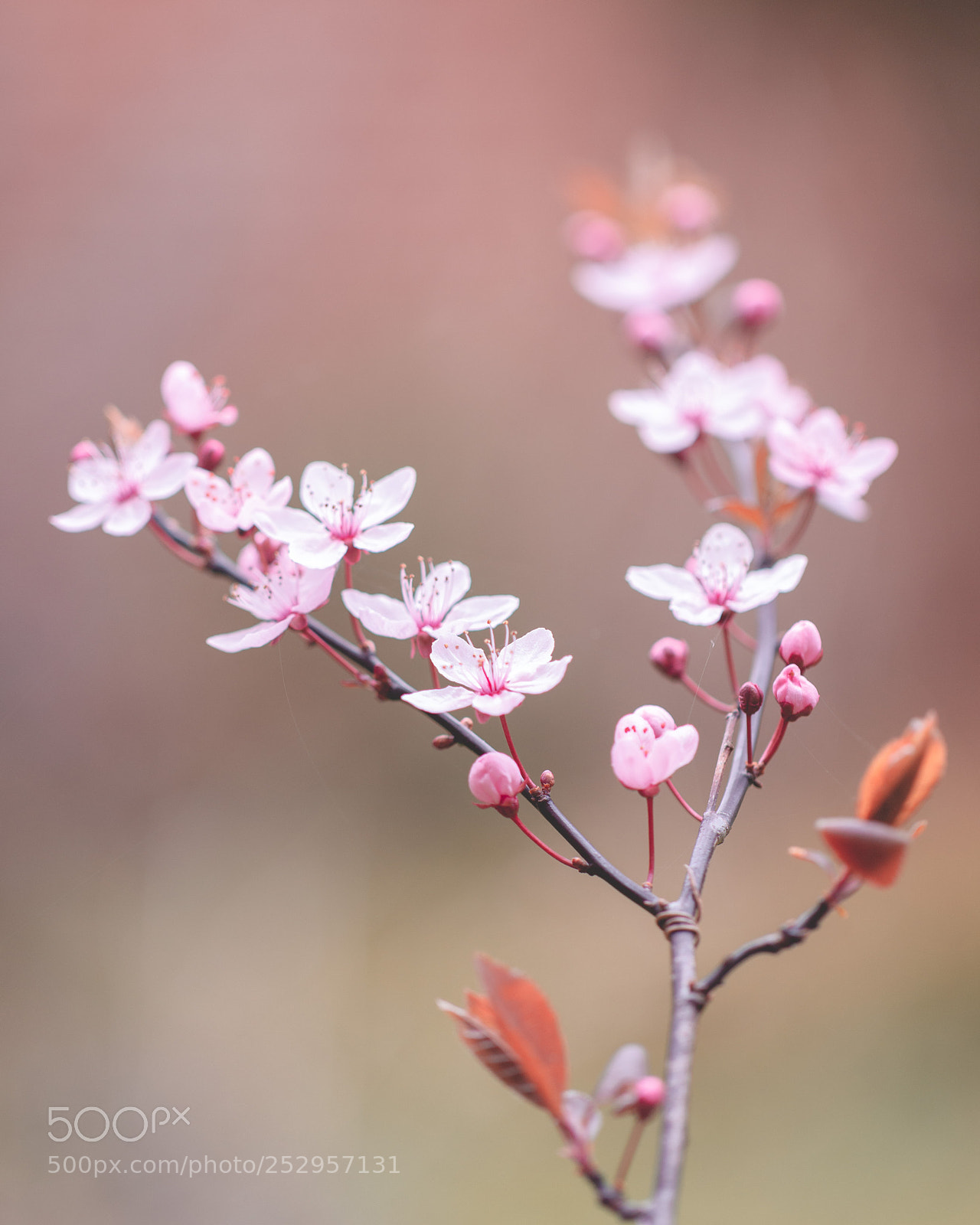 Canon EOS 70D sample photo. Cherry plum branch photography