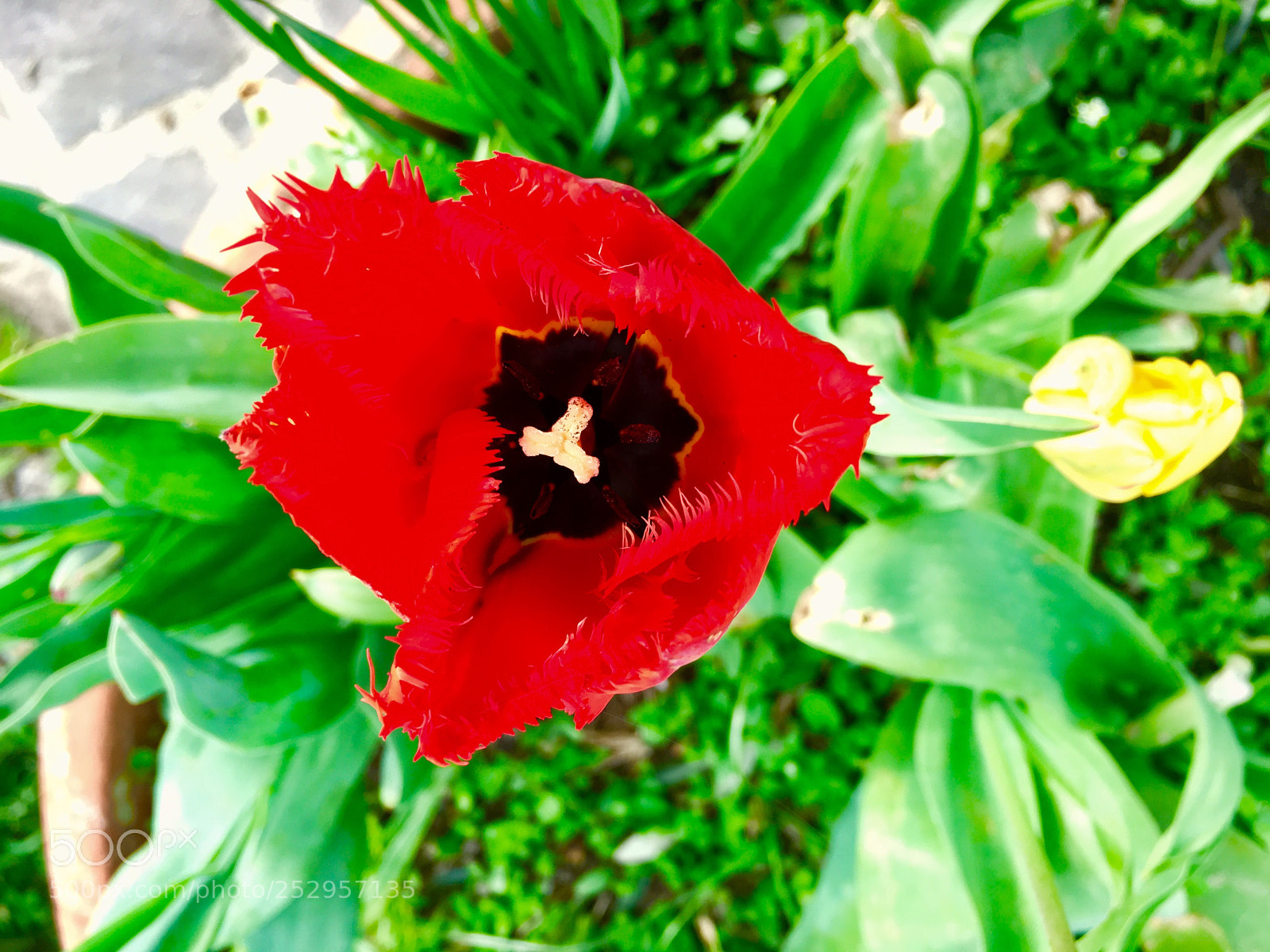 Apple iPhone 6s sample photo. Red and yellow tulips photography