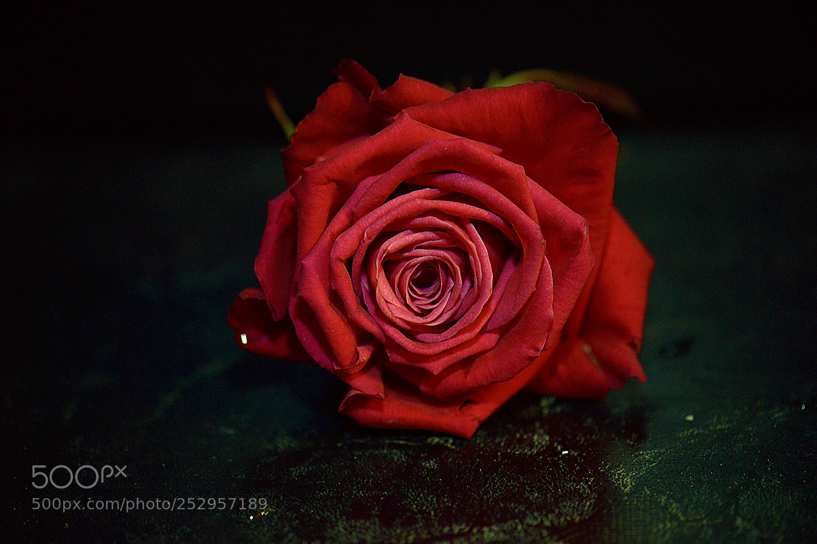 Nikon D800E sample photo. Красная роза photography