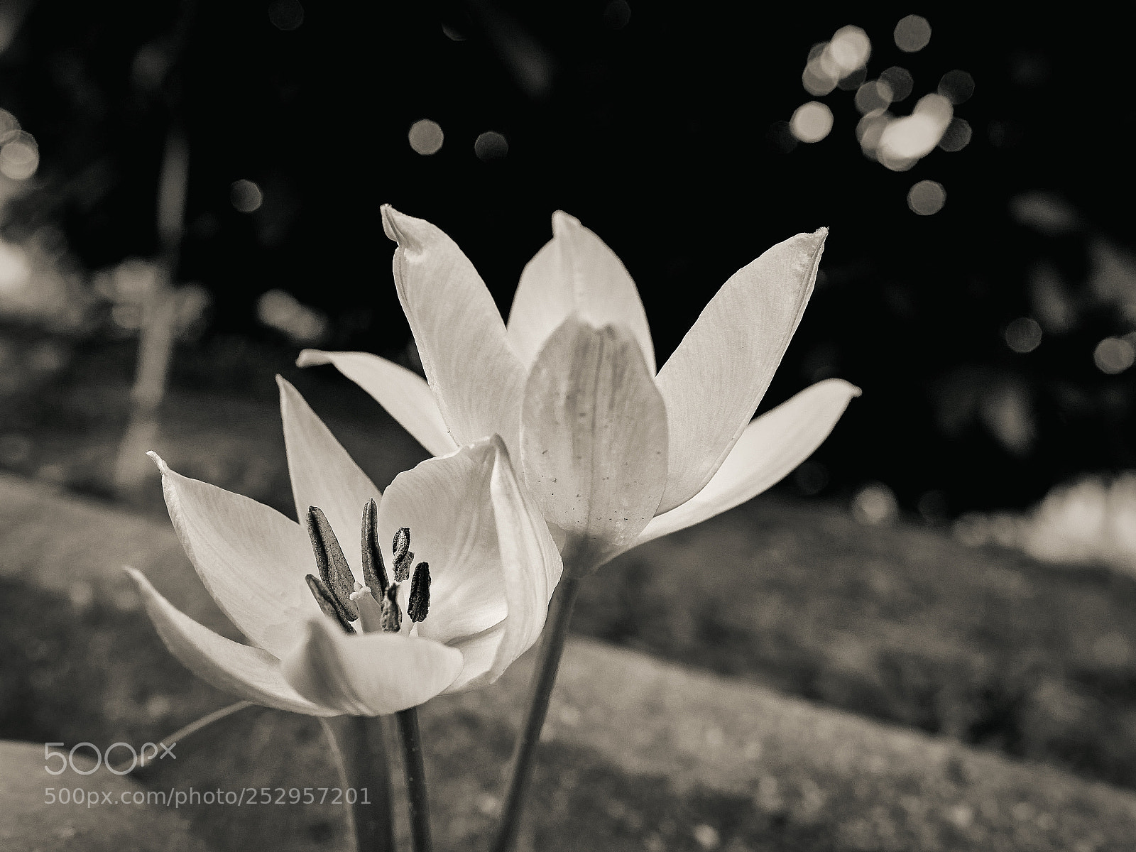 Panasonic Lumix DC-G9 sample photo. Two flowers photography