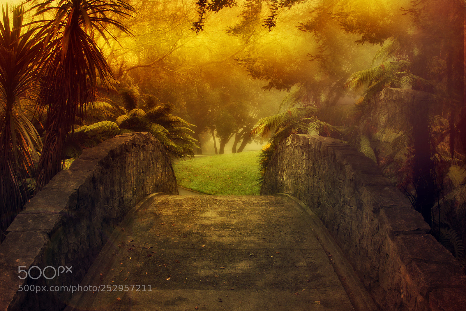 Canon EOS 40D sample photo. The bridge on tree photography