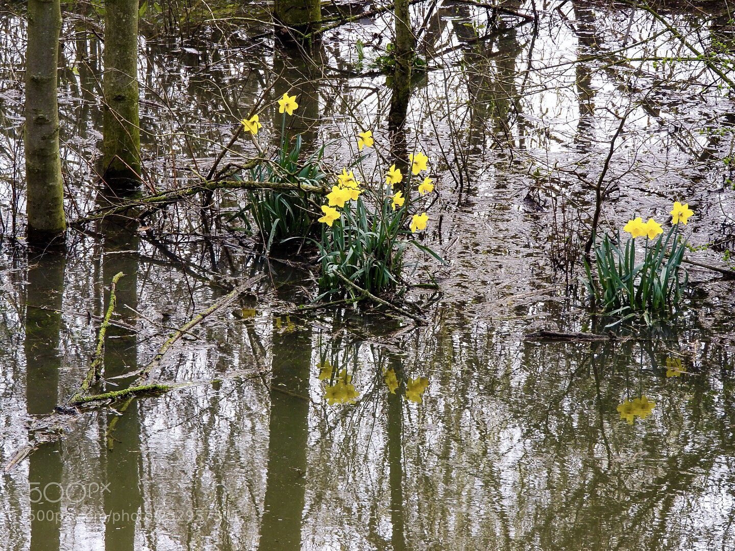 Nikon Coolpix P610 sample photo. Flood reflections photography