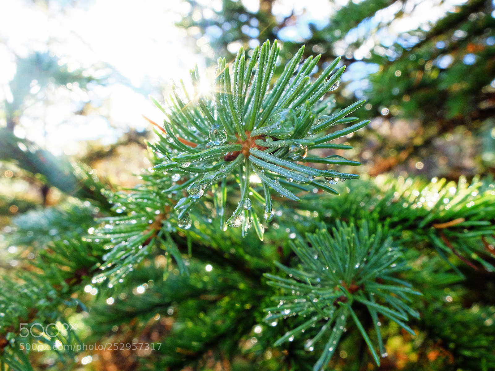 Fujifilm X30 sample photo. Sunlight after rainy weather photography