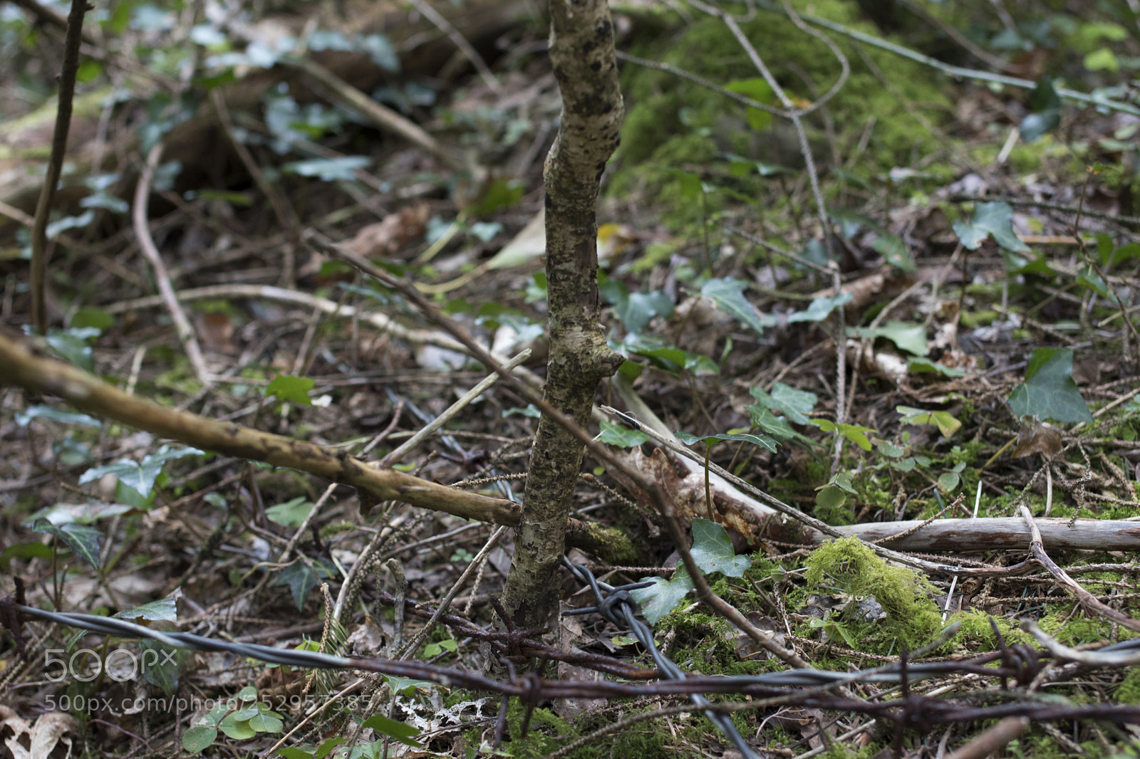 Pentax K-70 sample photo. Infected photography