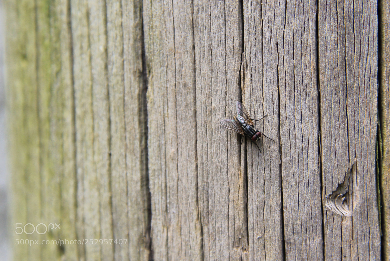 Canon EOS 60D sample photo. Img photography
