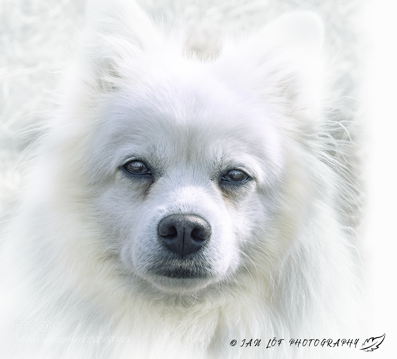 Nikon D7200 sample photo. Affectionate looks photography