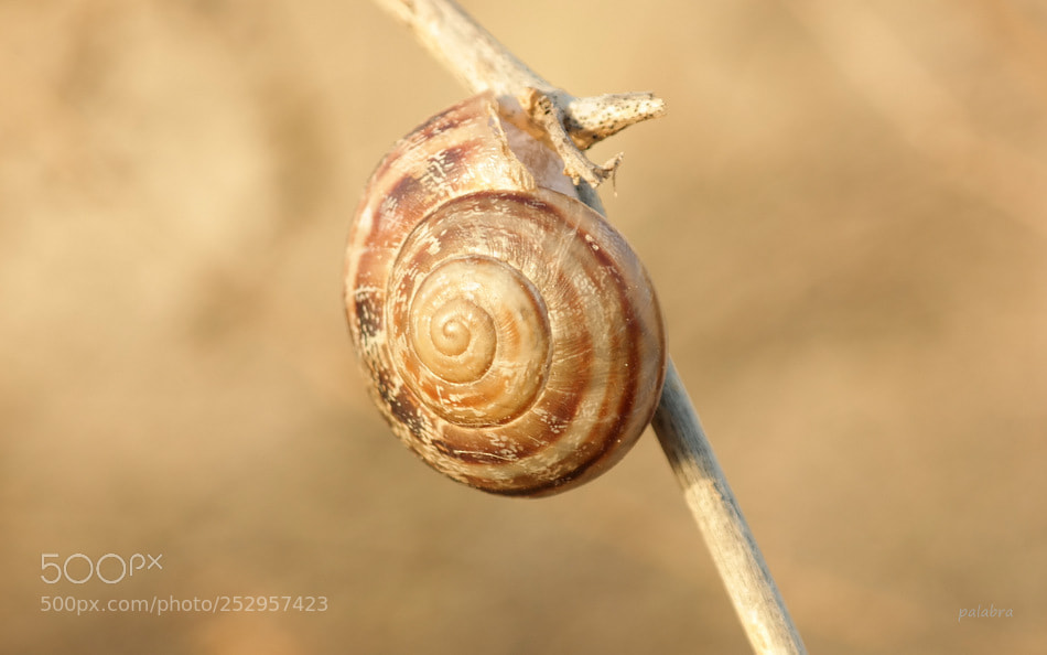 Samsung NX30 sample photo. ... photography