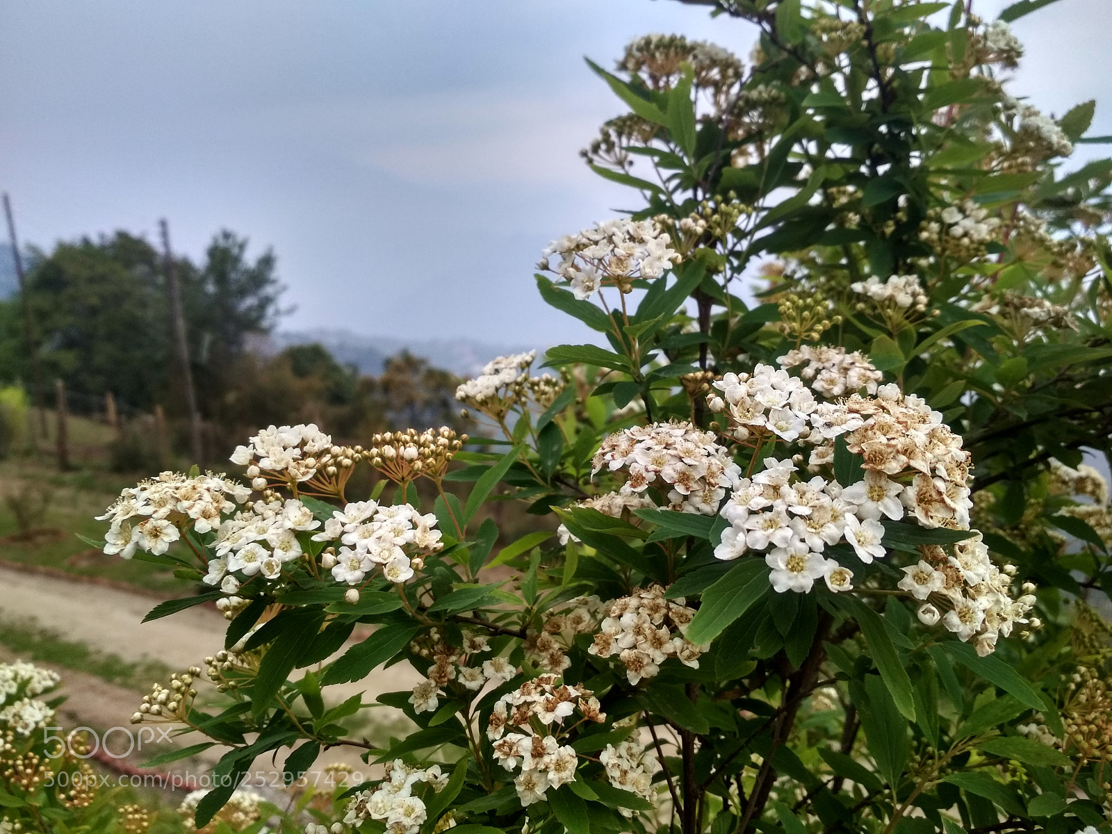 Xiaomi Redmi 4 Pro sample photo. Untitled photography