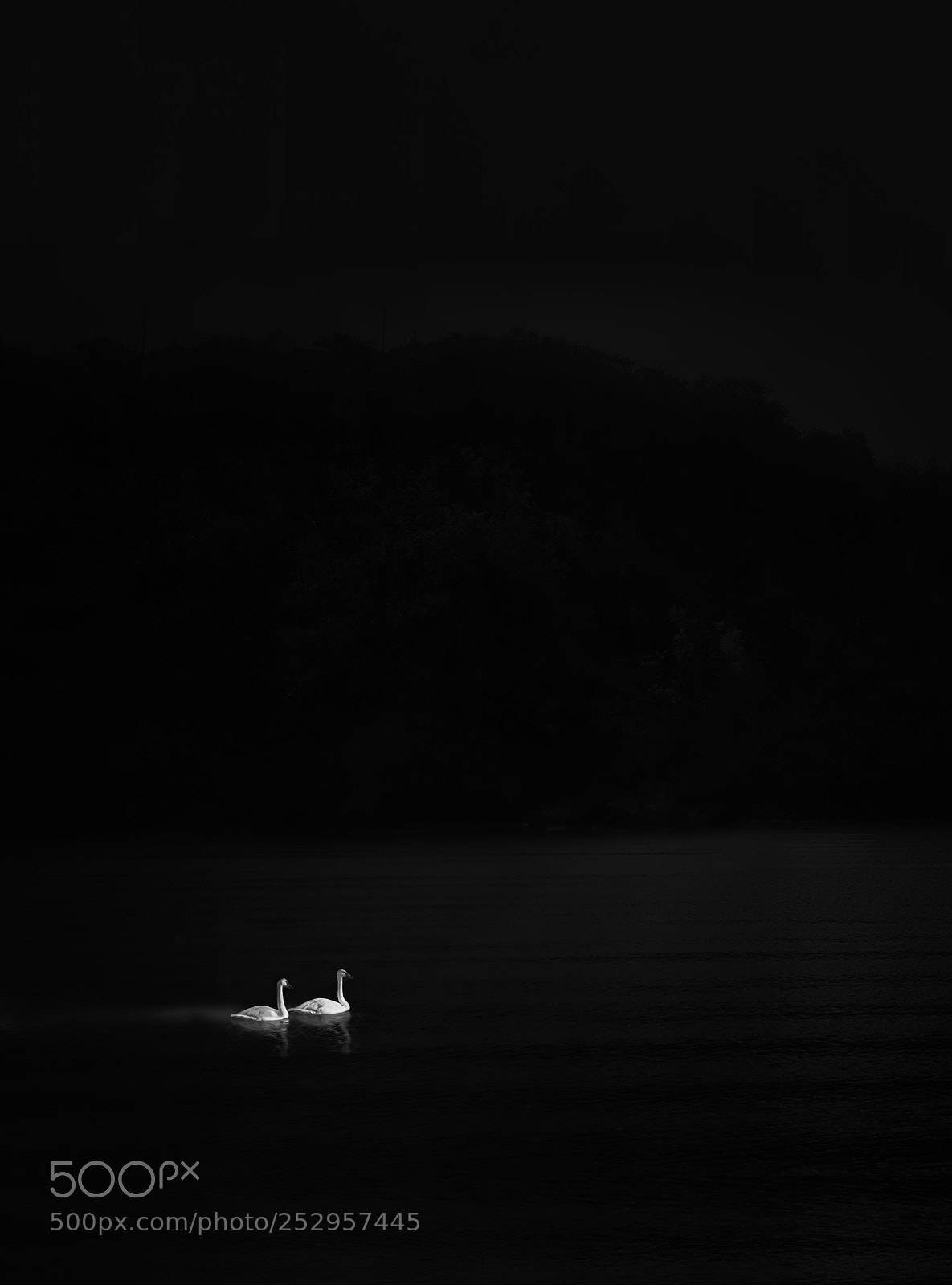 Nikon D810 sample photo. Walking in the frame... photography