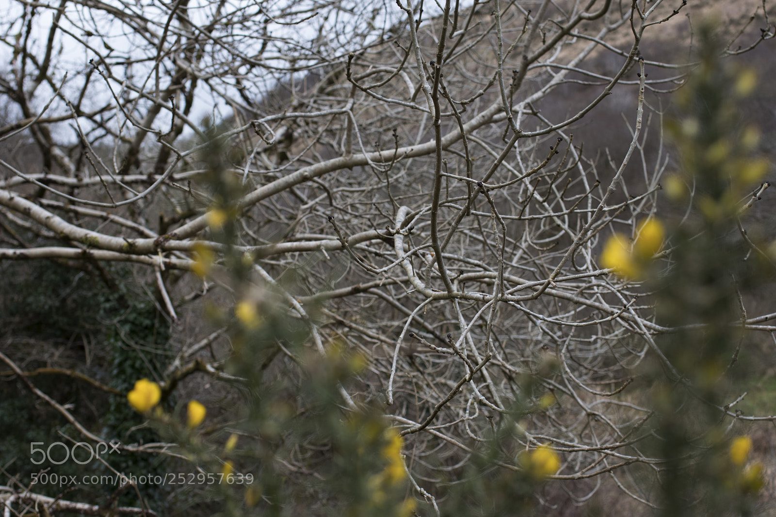 Pentax K-70 sample photo. Branching photography
