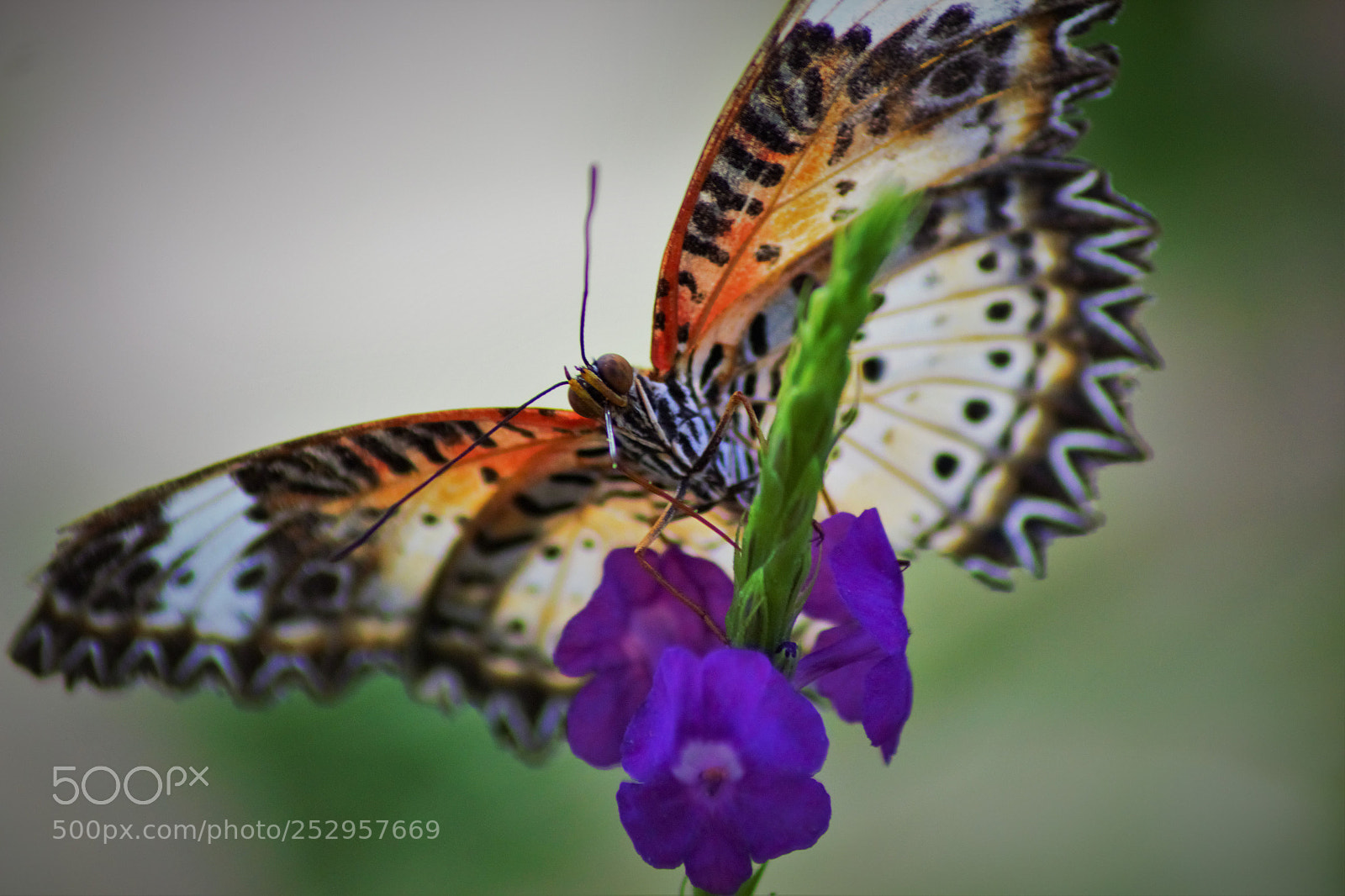 Canon EOS 60D sample photo. Butterfly on flower photography