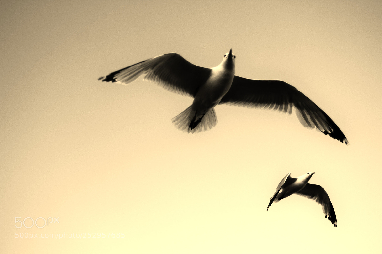 Canon EOS 60D sample photo. Seagulls photography