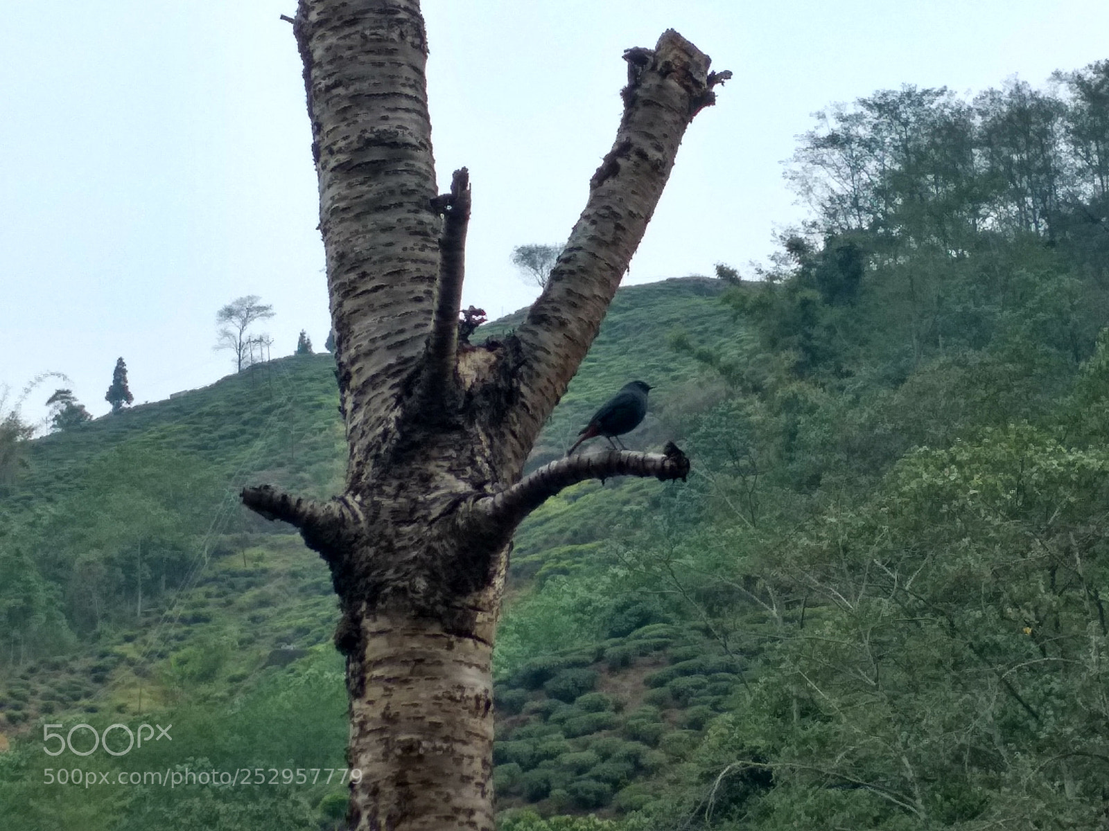 Xiaomi Redmi 4 Pro sample photo. Untitled photography