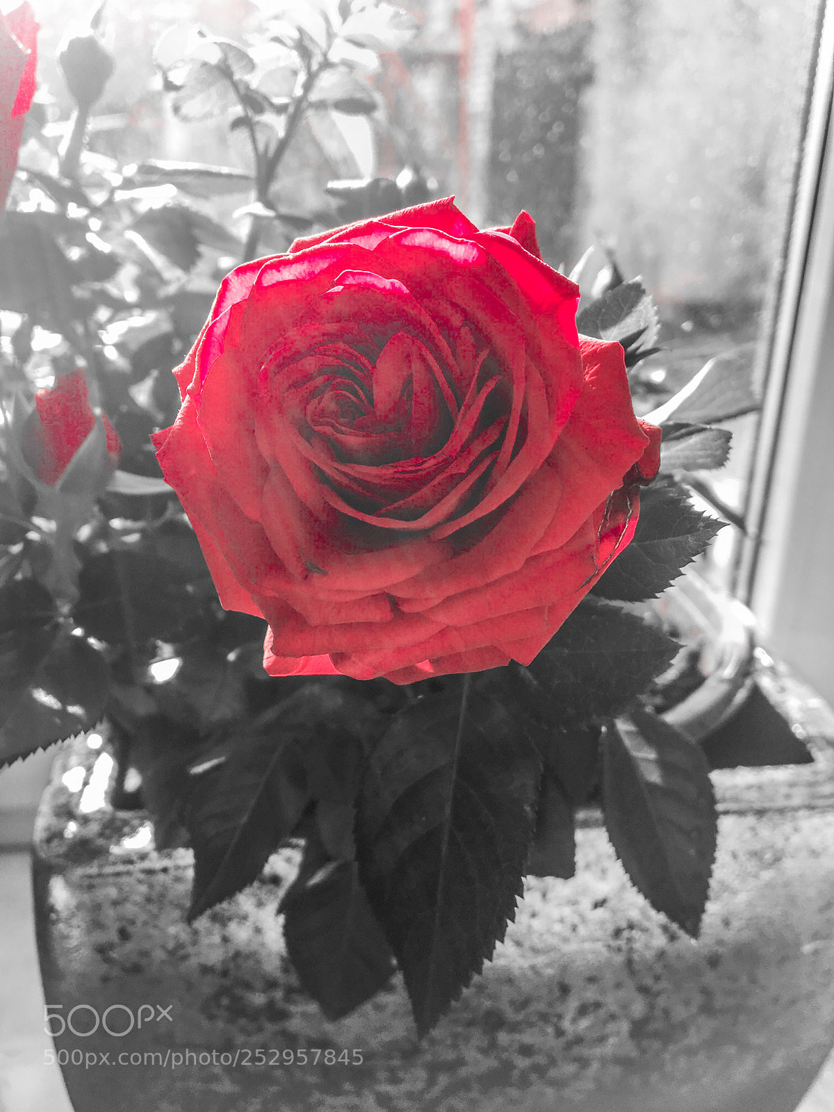 Apple iPhone 6s sample photo. Roos photography