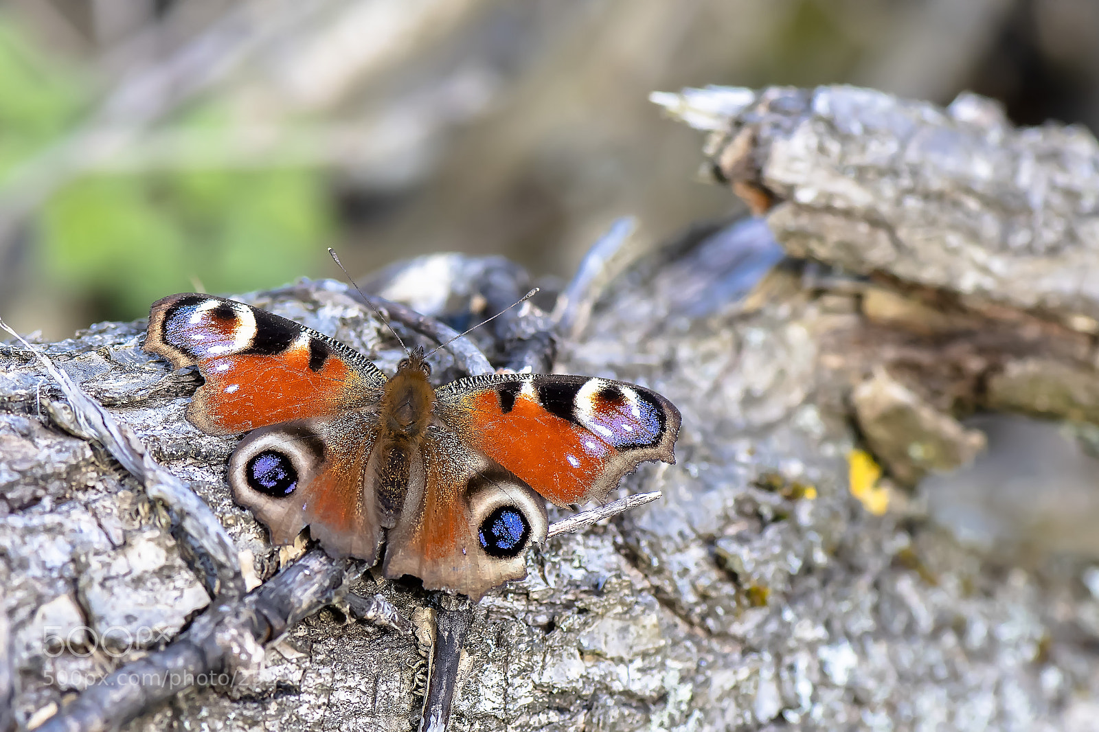 Nikon D500 sample photo. Paon du jour aglais photography