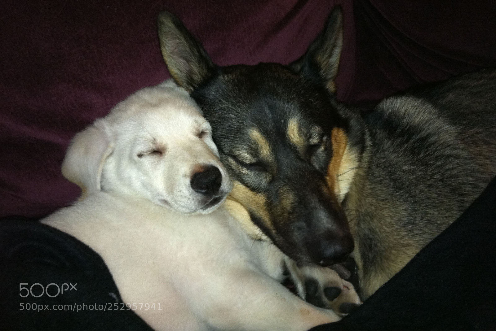 Apple iPhone 4 sample photo. Simba and mischa photography