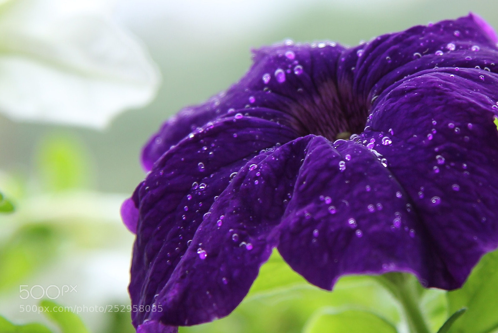Canon EOS 60D sample photo. Img photography