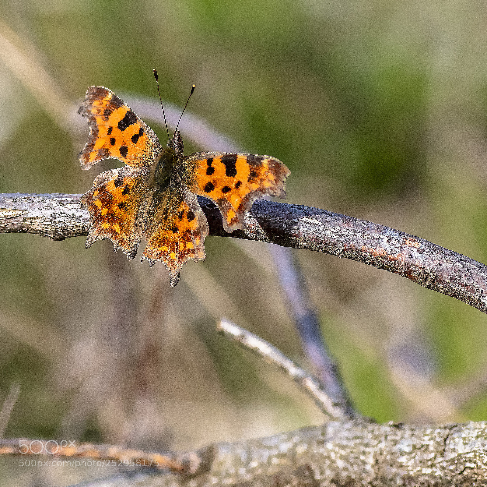 Nikon D500 sample photo. Robert-le-diable (polygonia c-album) photography