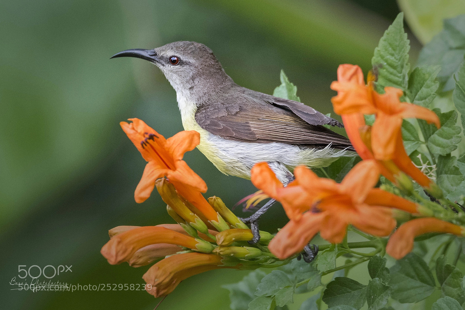 Nikon D810 sample photo. Purple sunbird (f) photography
