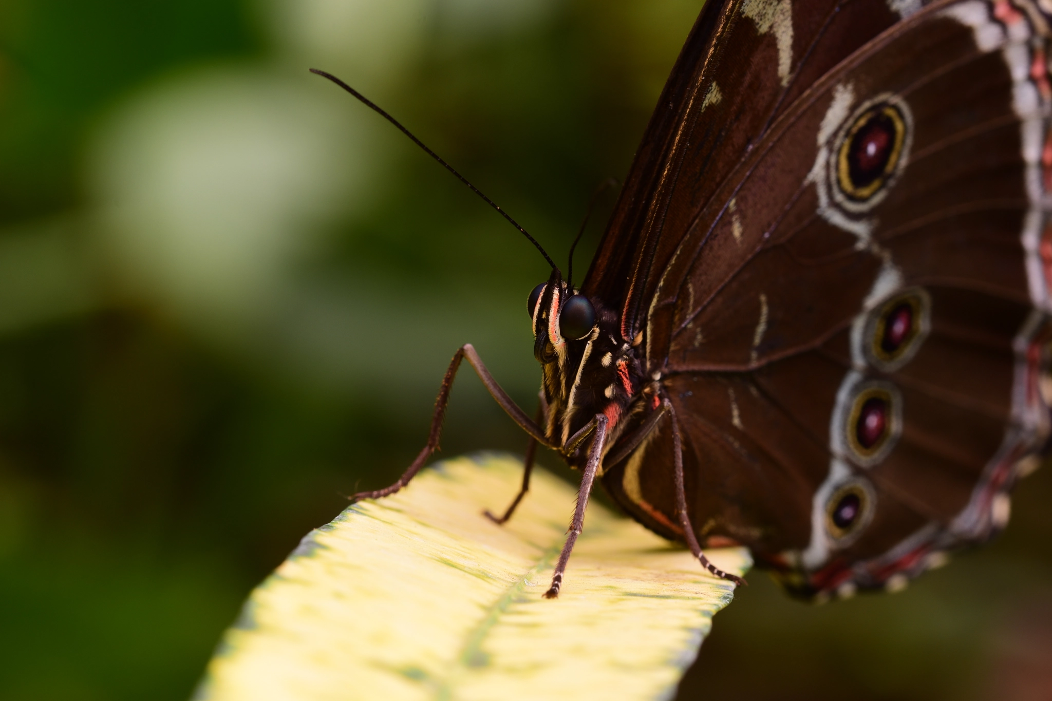 Nikon D5500 sample photo. This is bob.... photography
