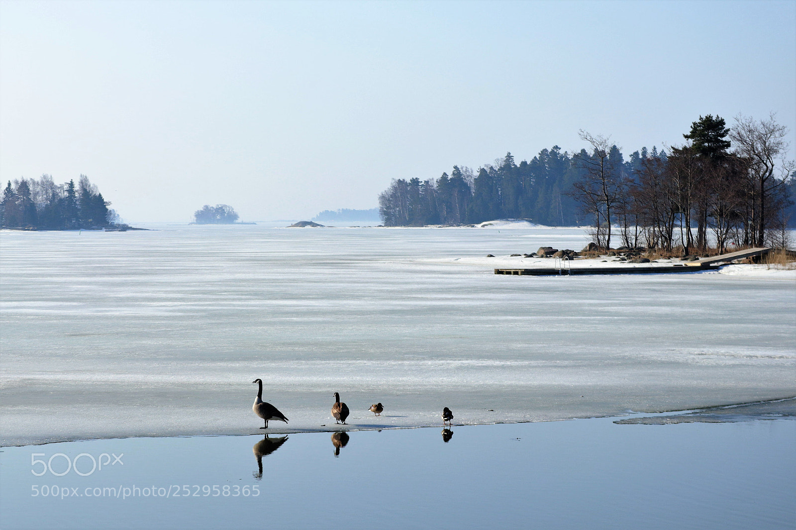 Canon EOS M5 sample photo. Canadan geese photography