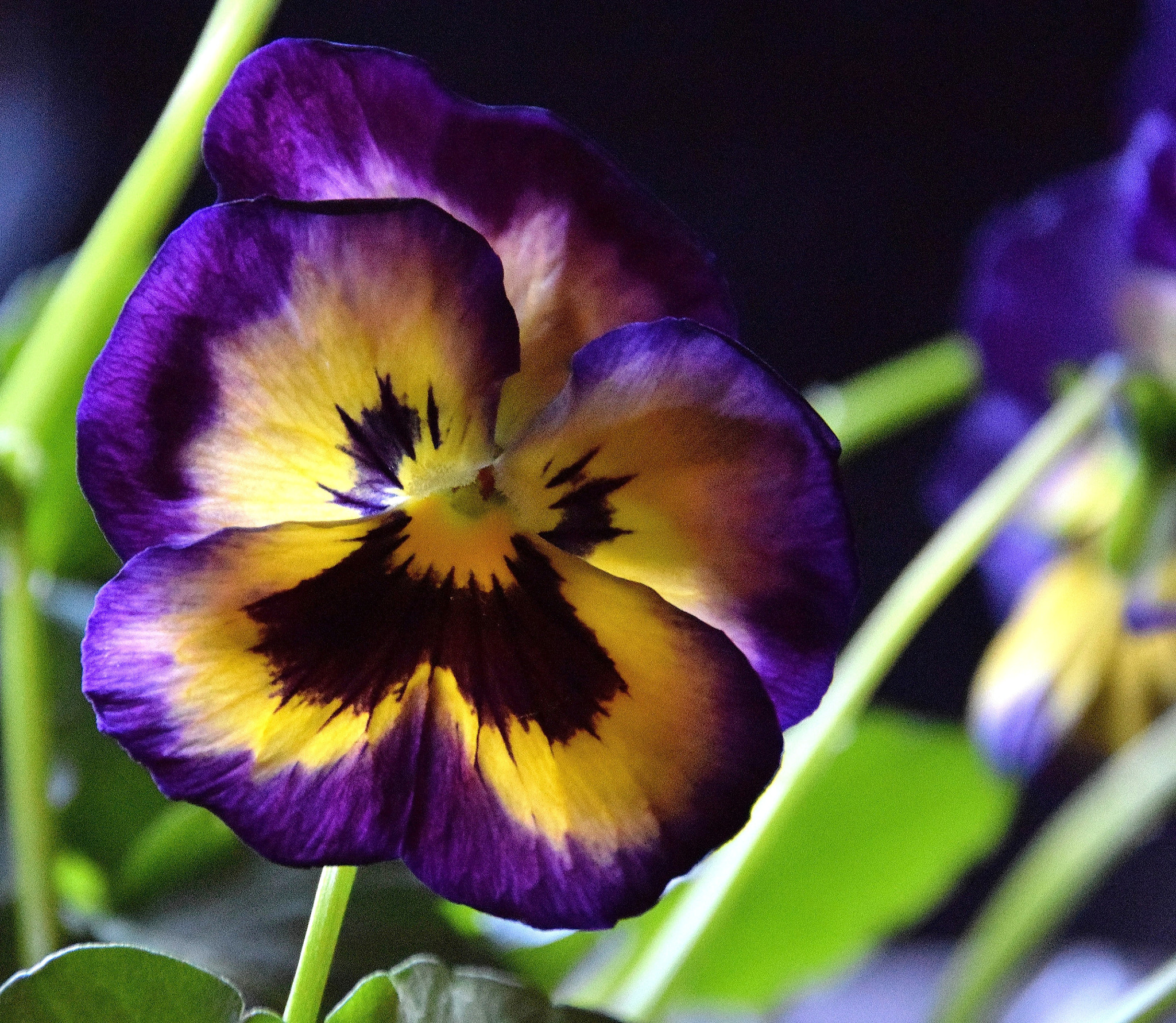 Sigma 18-250mm F3.5-6.3 DC Macro OS HSM sample photo. A touch of spring photography