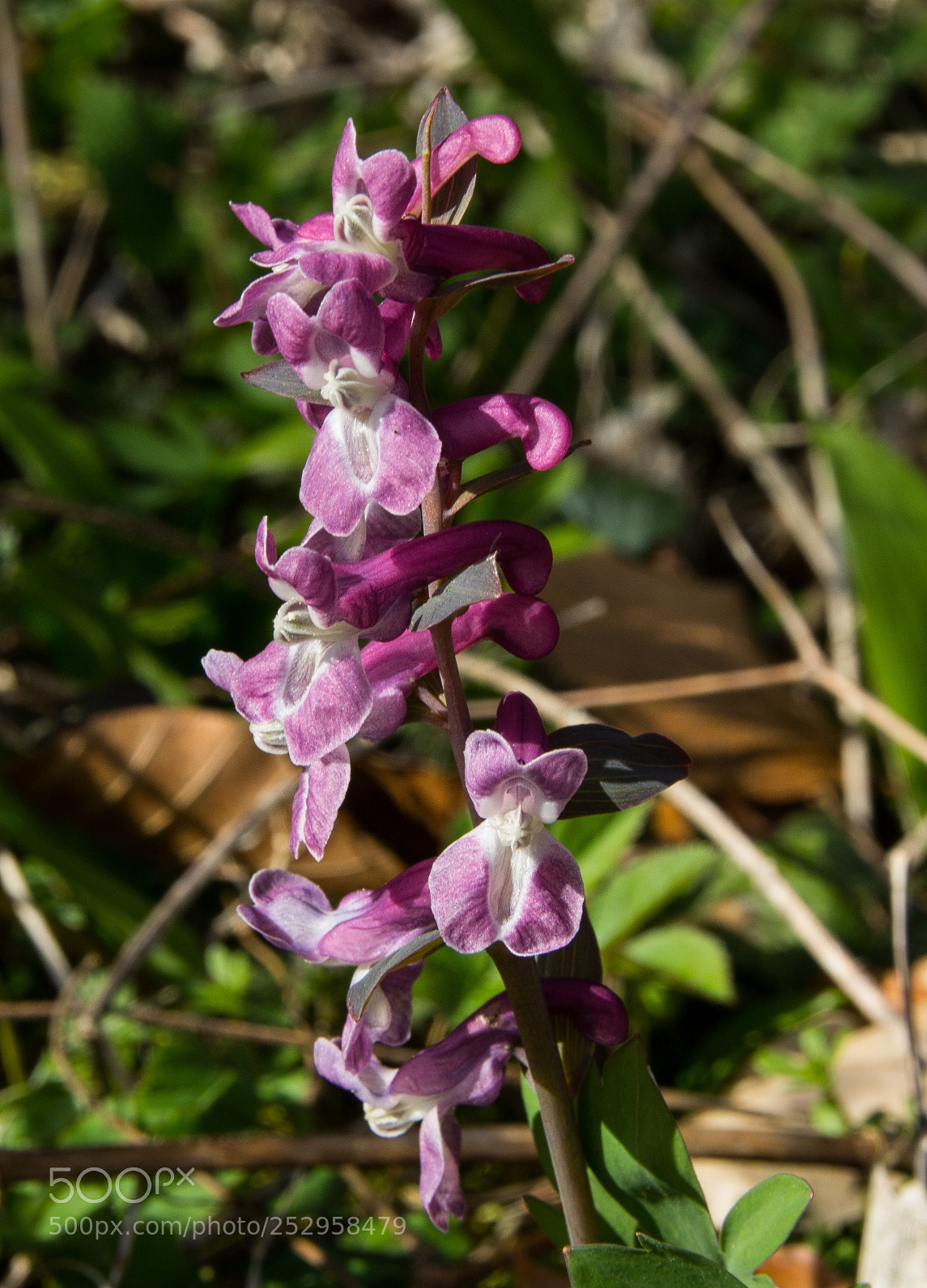 Canon EOS 1200D (EOS Rebel T5 / EOS Kiss X70 / EOS Hi) sample photo. Corydalis cava photography