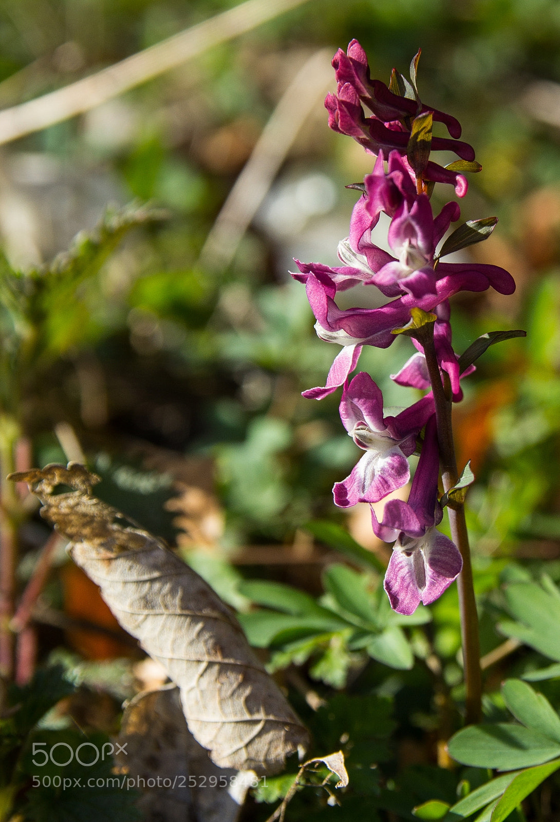 Canon EOS 1200D (EOS Rebel T5 / EOS Kiss X70 / EOS Hi) sample photo. Corydalis cava photography