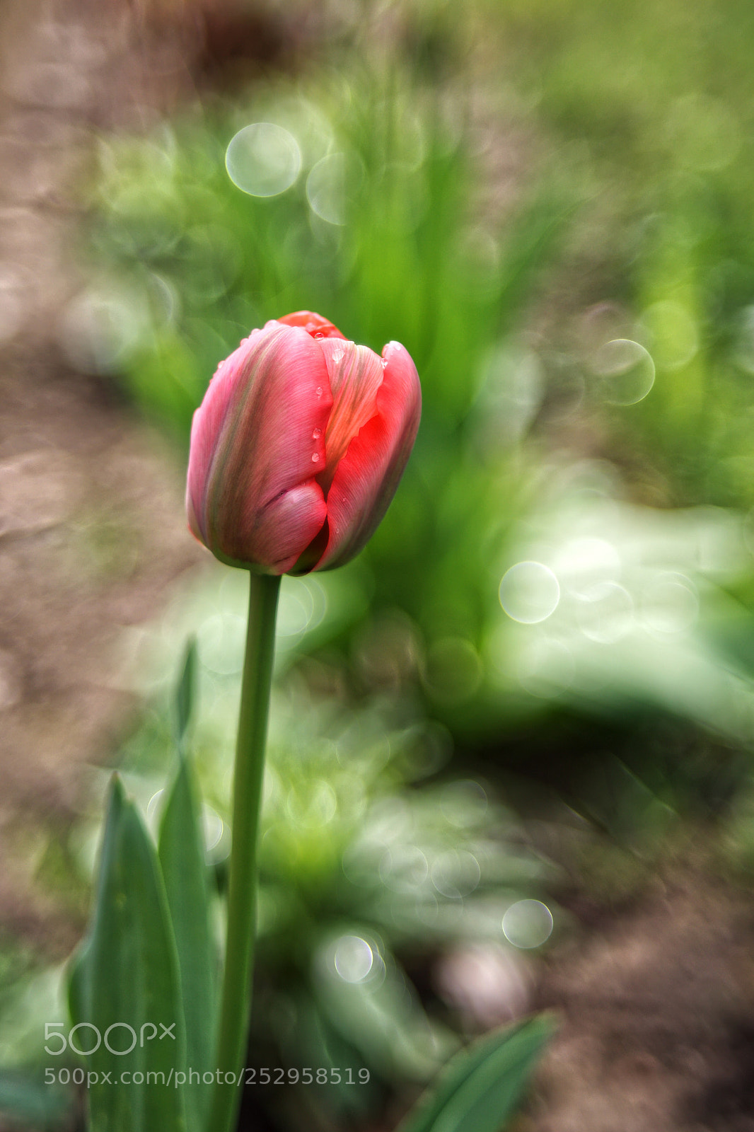 Canon EOS 5D Mark IV sample photo. Tulipano a bolle photography