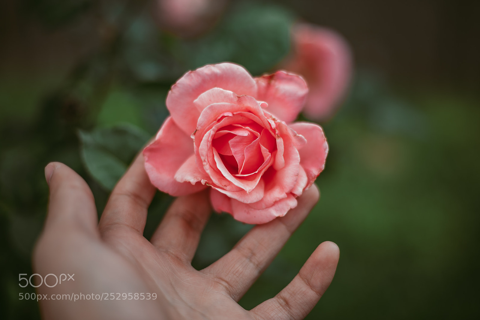 Canon EOS 5D sample photo. Rose photography